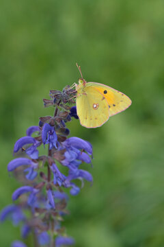 Clouded yellow butterfly (Colias crocea) on meadow clary.