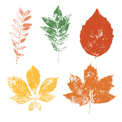 Set of colorful isolated autumn leaves with transparent background. Grunge foliage stamps. 