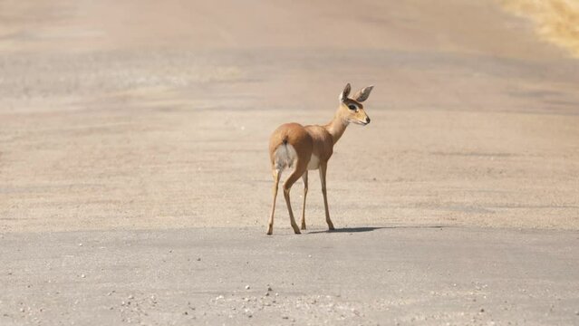Female Steenbok antelope licks tar road surface to consume minerals: geophagia