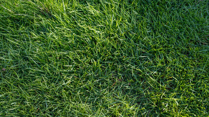 Fresh green grass background top view
