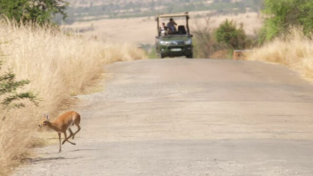 Startled Steenbok antelope stares at approaching safari vehicle, then flees into grass along the road