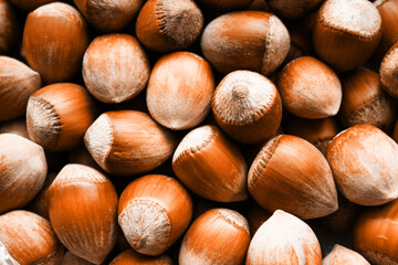 Hazelnuts background in natural light