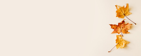 Abstract autumn background with maple tree leaves. Flat lay, top view. Copy space. Minimal concept. Banner