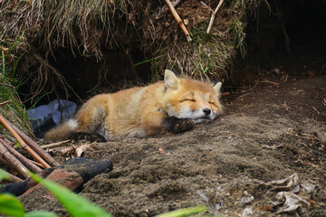 キタキツネの赤ちゃん