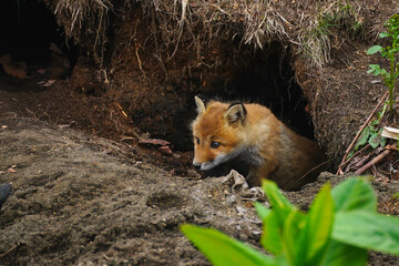 キタキツネの赤ちゃん