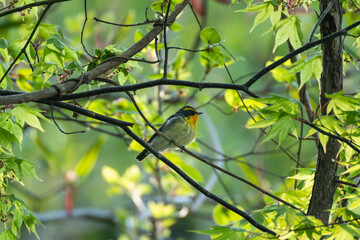 Obraz premium キビタキ