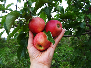 Ripe apples in the garden, harvesting apples in natural conditions