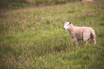 Lamb in a Meadow 