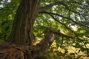 Fototapeta na wymiar Old oak tree next to haitabu, Unesco World heritage site in a forest