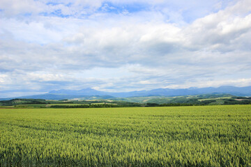 緑の麦畑
