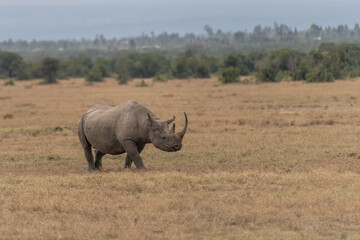 Obraz premium White Rhinoceros Ceratotherium simum Square-lipped Rhinoceros at Khama Rhino Sanctuary Kenya Africa.