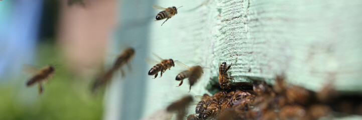 Bee collects nectar in bee hive closeup