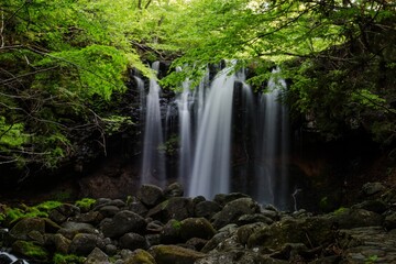 緑の葉と白い滝