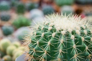 cactus in pot for decorate garden. vintage style picture. Image has shallow depth of field.