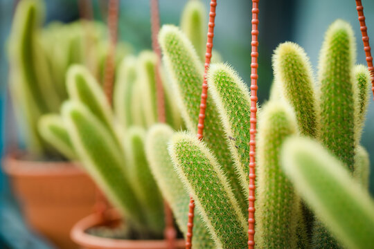 cactus in pot for decorate garden. vintage style picture. Image has shallow depth of field.