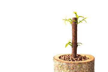 Potted trees help reduce global warming produced from natural fibers. Eco pots with little plants