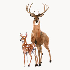Beautiful vector stock illustration with hand drawn watercolor forest wild deer animal with baby. Clip art image.