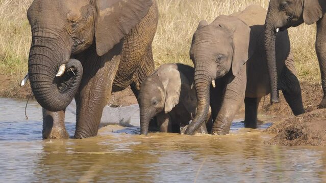 Elephant calf stands in water amidst herd and drinks with his mouth