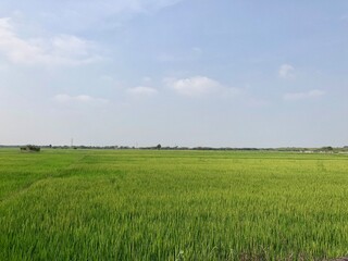 Scenic view of agricultural farmland with green crops grown for cultivation in Tamilnadu, India. Empty Green farms in a summer morning.