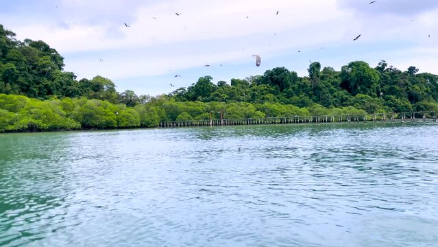 Brahminy Kite And White-bellied Sea Eagles Flying Over Water In Mangrove Forest In Malaysia. wide