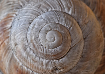 close up of a spiral