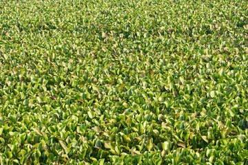 Green leaves grown in small plants.