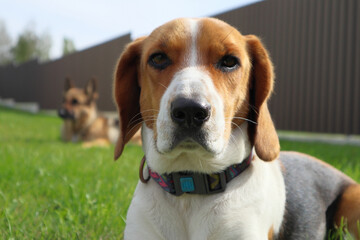 A young beagle lies with German Shepherd on the green grass. Cute Estonian hound dog lies on the...
