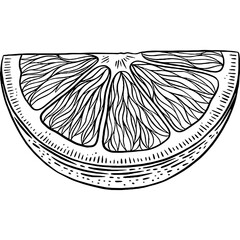Hand drawn Orange Slice Sketch Illustration