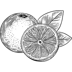 Hand drawn Orange Sketch Illustration