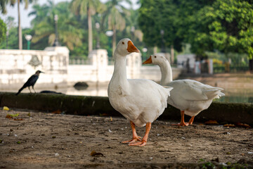 Fototapeta na wymiar Two white ducks standing