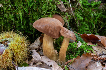 Bay Bolete with grows on a moss-covered tree trunk