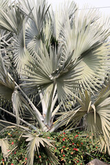 Bismarck Palm (Bismarckia noblis) with huge palmate leaves in a park : pix SShukla