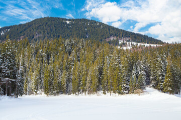 winter landscape a mountain in a coniferous forest on a winter day with a bright blue sky.