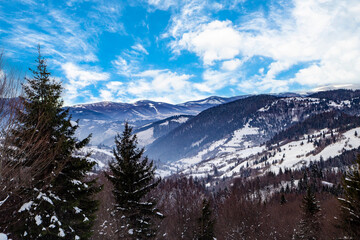 winter landscape a mountain in a coniferous forest on a winter day with a bright blue sky.