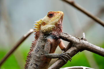 Colorful exotic lizard with sharp spikes in the back hunting. Oriental garden lizard. Colorful head of an aroused animal. Indian chameleon in dry branches of a tree.