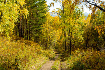 Autumn landscape. Birch autumn forest on a sunny day.	