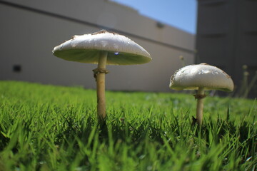 Mushroom in the grass