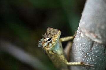 Indian chameleon sitting in tree branch. Portrait of Indian chameleon holding the branch of a tree and looking the camera.