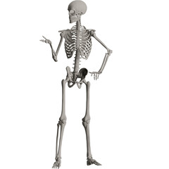 skeleton posing 3d render illustration