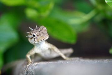 Indian chameleon sitting in tree branch. Portrait of Indian chameleon holding the branch of a tree and looking the camera.