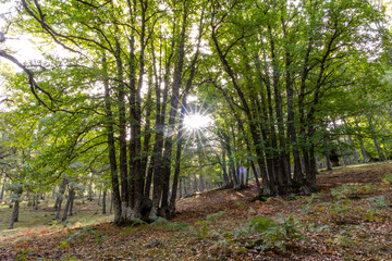 Obraz premium Chestnut forest in the Castanar El Tiemblo. Avila (Spain)