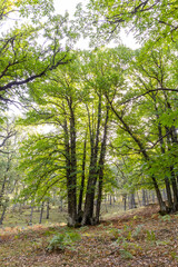 Fototapeta premium Chestnut forest in the Castanar El Tiemblo. Avila (Spain)