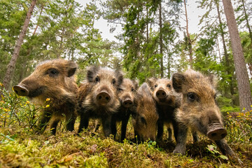 Wild boar piglets in the forest, wide-angle view © Erik Mandre
