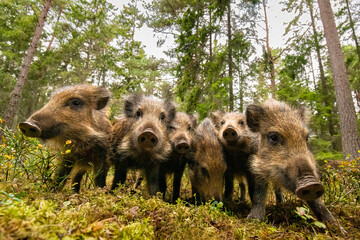 Wild boar piglets in the forest, wide-angle view