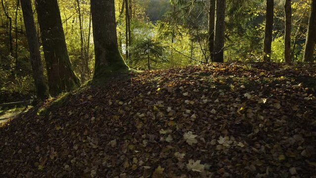 Autumn walk along the trail in the Gauja National Park. Yellow leaves on trees and grass. Hiking trails for active walks. Sigulda, Latvia