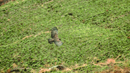 the hawk with green background