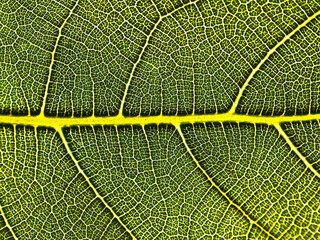 green leaf texture