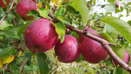 apples on tree. Very beautiful growing red apples on the branches. Apple tree with fruits. Autumn. Harvest of apples. - 537723736