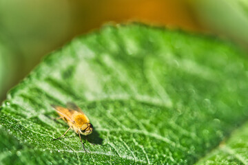Hair rings fly on a green leaf. Sunshine on the insect. Macro shot