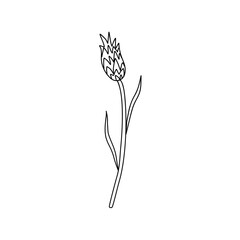 Decorative Cornflower, knapweed branch vector hand drawn ink illustration isolated on white, line art flower, doodle sketch, Centaurea botanical black for design herbal tea, cosmetic, natural medicine